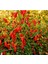 20 Adet Inca Red Drop Biber Tohumu 1