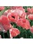 10 Adet Pizzicato Poppy Tohumu 1