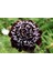 5 Adet Mourning Bridge Scabiosa Day & Night Mix Tohumu 1