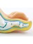 Ayak Anatomisi Modeli, Insan Anatomisi Ayak Modeli,() (Yurt Dışından) 4