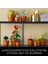 ® Botanicals Minik Bitkiler 10329 - Yetişkinler için Dekoratif, Sergilenebilir Yaratıcı Çiçek Model Yapım Seti (758 Parça) 5
