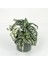 Hypoestes Phyllostachya Hostes Çiçeği Beyaz 10-20 cm 1