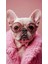 Pembe Pug Köpek V1 Ev Duvar Salon Güzellik Salonu Ofis Dükkan Dekarasyon Kanvas Tablo 2