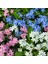 Myosotis Tohumu Unutma Beni Çiçeği Hibrit Choice Karışımı 7