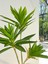 Yapay Çiçek Dracaena Bitkisi 3 Dal 65 cm Plastik Saksı Yapay Salon Çiçeği Dekoratif Hediyelik 3