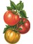 Tomato Table Accent Pack Of 12 1