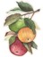 Heirloom Apples Table Accent Pack Of 12 Sheets 1