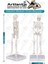 Iskelet Maketi 20 cm 1 Adet Eğitim Insan Iskelet Modeli Iskelet Sistemi Haraketli Iskelet Anatomisi Masaüstü Taşınabilir 2