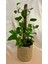Yosun Gövdeli Patos Salon Sarmaşığı-Golden Pothos-Pathos 1
