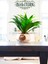 Beton Saksıda Ithal Dracaena Compacta Bitkisi 1