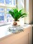 Beton Saksıda Ithal Dracaena Compacta Bitkisi 3