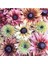 10 Adet Sahara Rubeckia Mix Tohumu 1