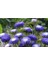 30 Adet Peony Aster Tohumu 1