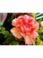 5 Adet Pınk Rose Carnatıon Tohumu 1