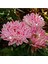 10 Adet Natural Aster Milady Pink Heirloom Tohumu 1