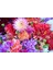 10 Adet Dwarf Mixed Colors Redskın Dahlıa Tohumu 1