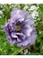 10 Adet Amazing Grey Poppy Tohumu 1