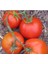 Selanik Domatesi (Thessaloniki) 15 Tohum 1