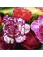 10 Adet Dianthus Heddewigii Gaiety Tohumu 1