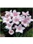 5 Adet Josam Pink Platycodon Tohumu 1
