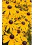 20 Adet Black Eyed Susan Tohumu 1