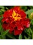 5 Adet Natural French Marigold Carmen Tohumu 1