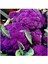 20 Adet Purple Karnabahar Tohumu 1