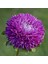 10 Adet Aster Blauer Turm Tohumu 1