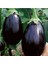 Siyah Tombul Patlıcan Tohumu 1