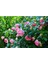 10 Adet Angel Wings Miniature Rose Tohumu 1
