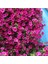 10 Adet Natural Creeping Petunia Purple Tohumu 1