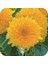 15 Adet Garden Sun Flower Gold Dwarf Tohumu 1
