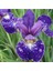 Iris Blue Riband Çiçek Tohumu 1
