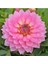 Dahlia Çiç Ek Tohumu Pembe 5 Adet 1