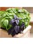 Agrobazaar Yeşil Mor Reyhan Otu 100+ Tohum 1