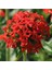 20 Adet Kırmızı Maltese Cross - Lychnis Chalcedonica Çiçeği Tohumu 1
