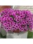 20 Adet Hanging Snowball Petunia Tohumu 1