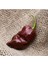 20 Adet Choclate Habanero Biber Tohumu 1