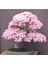 Bodur Cherry Blossom Bonzai Ağacı Tohumu 5 Adet Bonsai Ağacı Tohumu 1