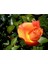 5 Adet Turuncu Gül Tohumu 1