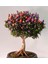 Şili Bonsai Ağacı Tohumu-10 Adet 1