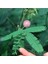 5 Adet Mimosa Pudica Sensitive Tohumu 1