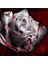 5 Adet Blood Rose Gül Tohumu 1