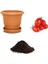 Saksılık Zeytin Domates Tohumu Ekim Seti 1