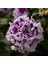10 Adet Natural Double Petunia Piruet Purpurnaya Tohumu 1