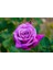 5 Adet Purple Rose, Rosa Setigera Tohumu 1