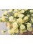10 Adet Heirloom Vintage Cream Yellow Carnation Tohumu 1