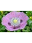 5 Adet Poppy Papaver Somniferum Wildflower Tohumu 1