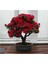 Bodur Kırmızı Gül Bonzai Ağacı Tohumu 5 Adet Tohum Bonsai Ağacı Tohumu 1