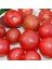 Brandysweet Plum Domates Tohumu 1